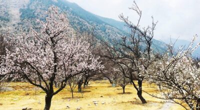 शीतोष्ण फलफूल बगैँचा