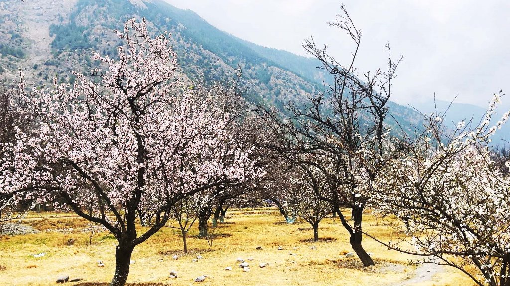 शीतोष्ण फलफूल बगैँचा