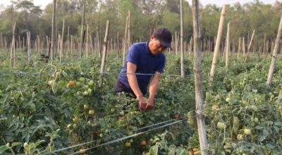 सागसब्जी बेचेर