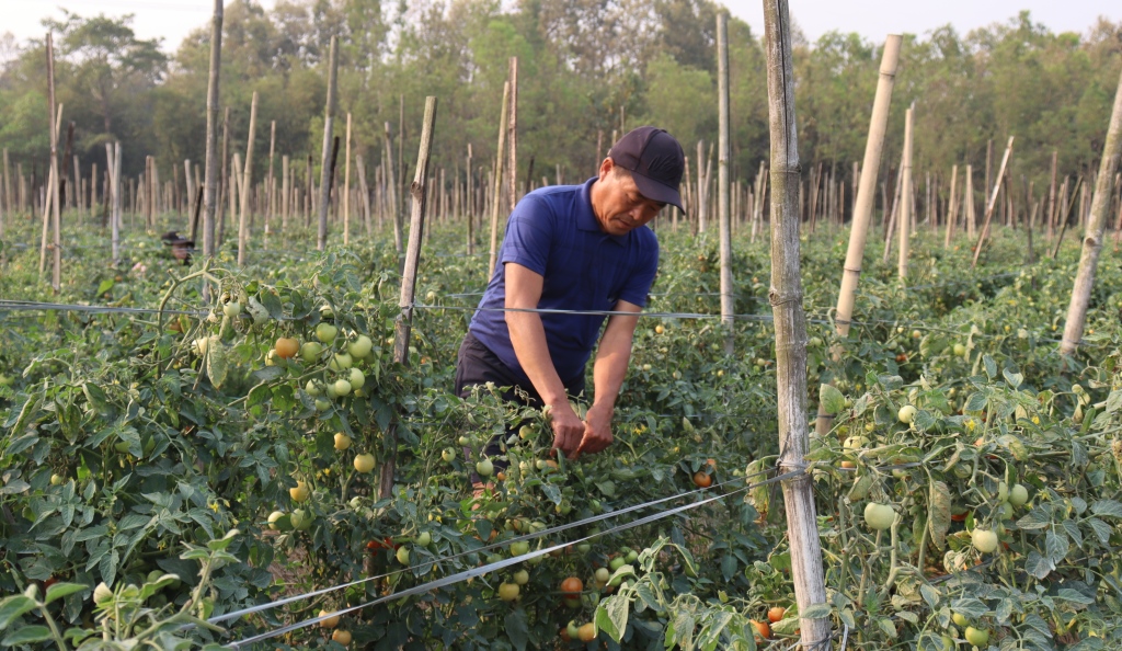 सागसब्जी बेचेर