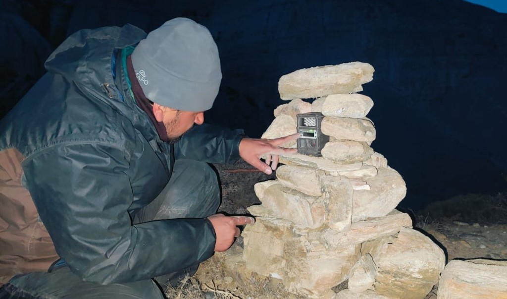 दुर्लभ जीव हिउँ चितुवाको अनुगमन गरिँदै