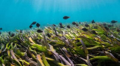 समुद्री घाँस दिवस