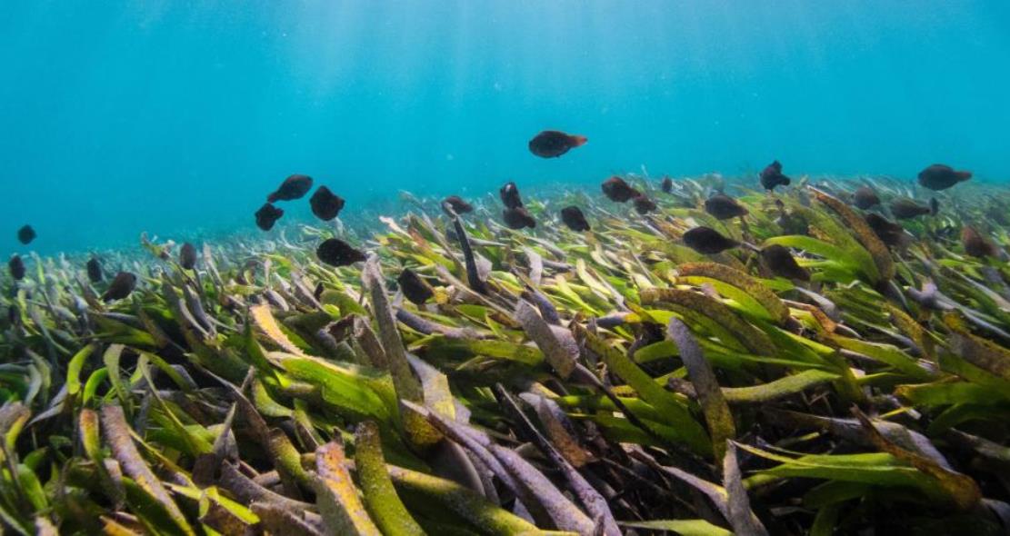 समुद्री घाँस दिवस