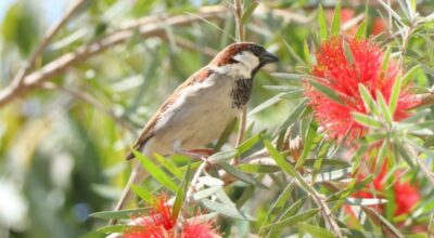 भँगेराको सङख्या