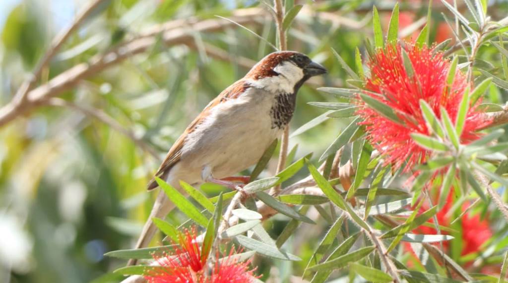 भँगेराको सङख्या