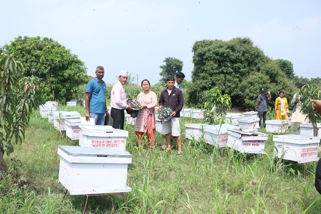 मौरी वितरण