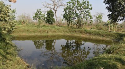 नवलपरासीमा धान लगाउने खेतमा माछापालन