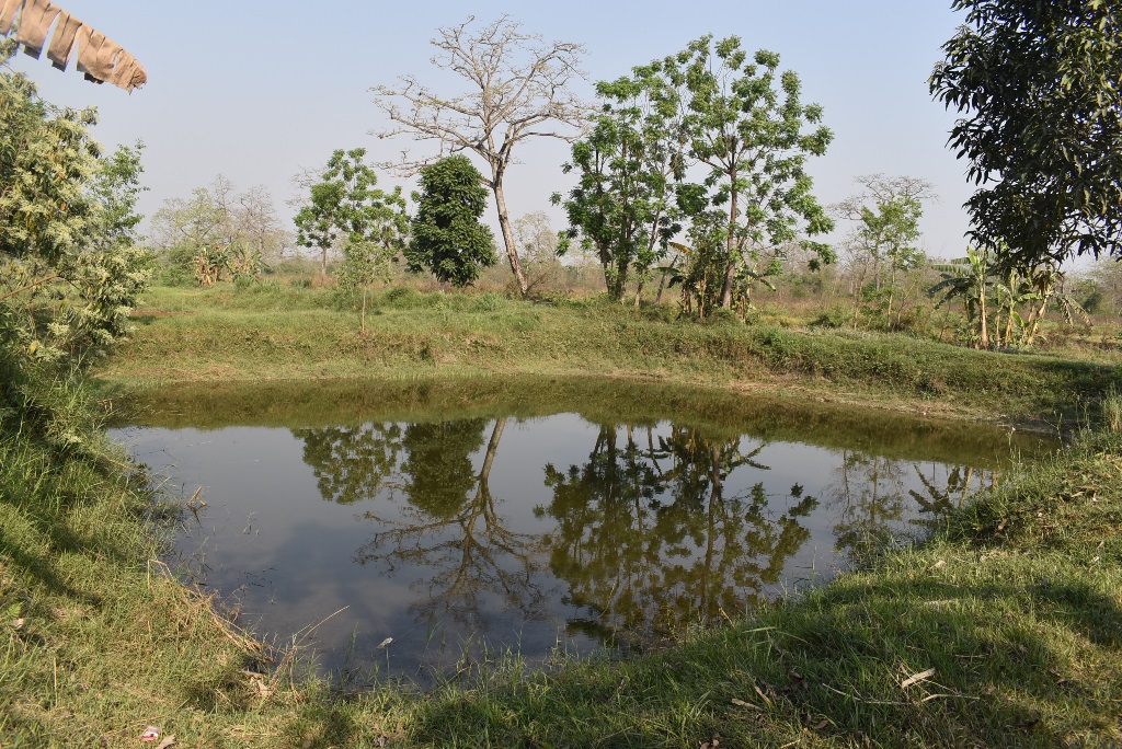 नवलपरासीमा धान लगाउने खेतमा माछापालन