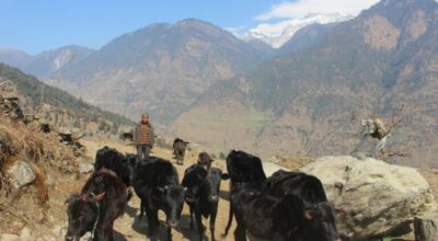 गाउँका बूढापाकाले मात्र धानेका घुम्ती गोठको परम्परा