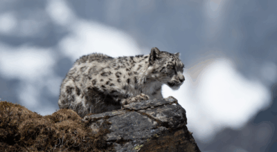 हिउँचितुवा