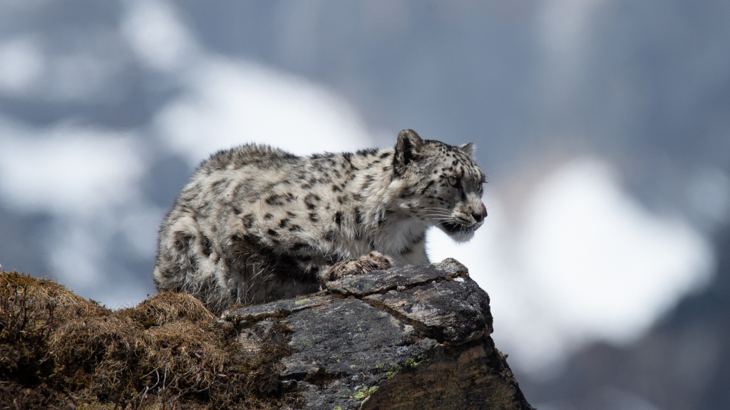हिउँचितुवा