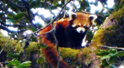 रेडपाण्डा संरक्षणमा चुनौती