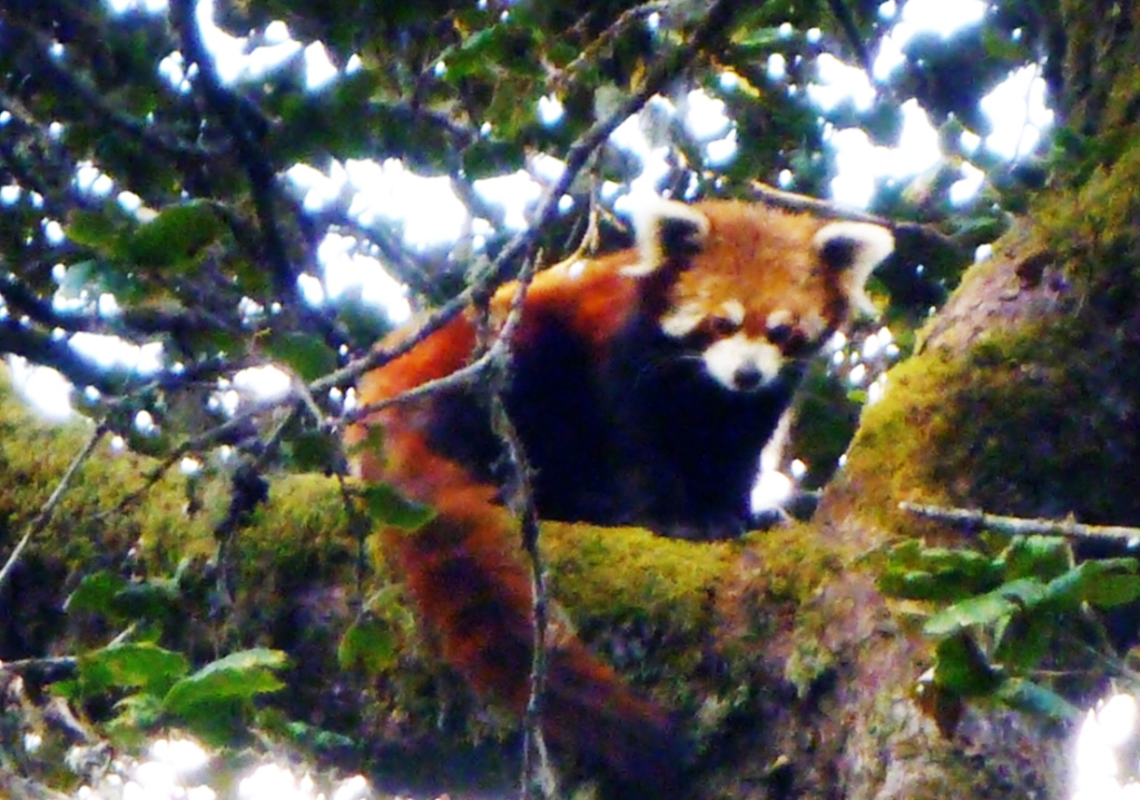 रेडपाण्डा संरक्षणमा चुनौती