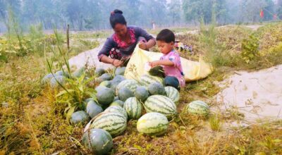 तरबूजा खेती