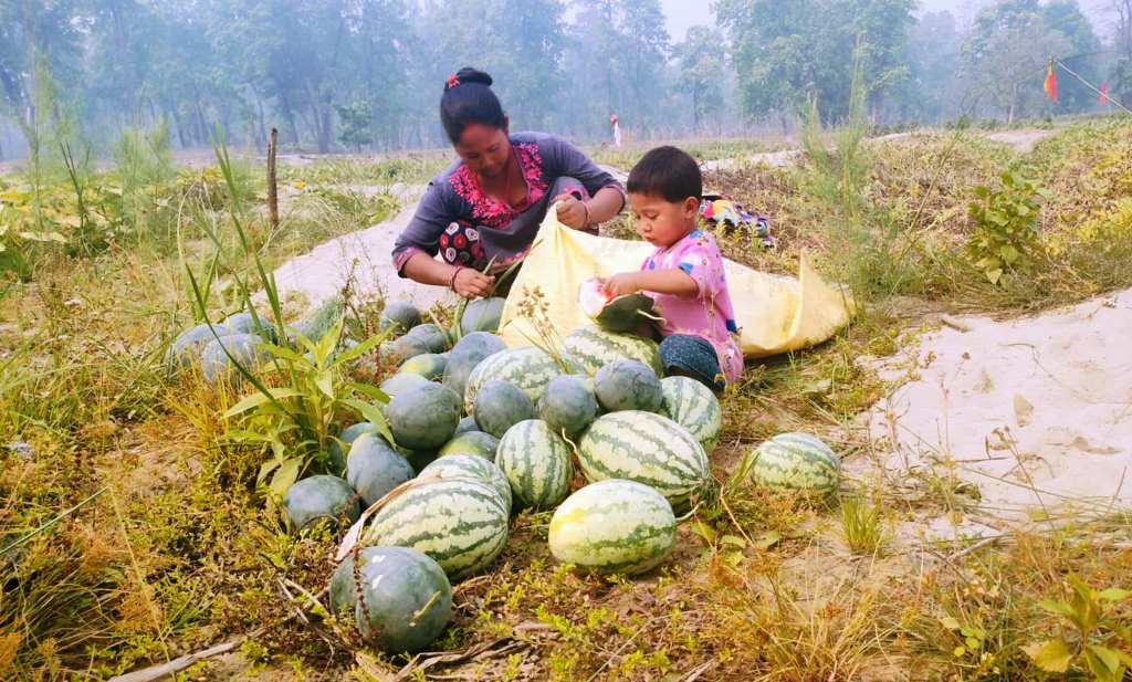 तरबूजा खेती