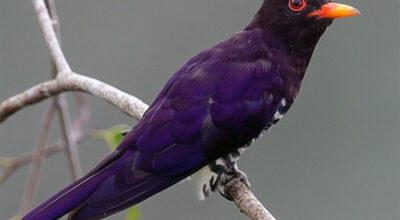 भिओलेट कुक्कू