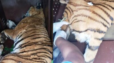 पाटेबाघलाई निकुञ्जमा छाडियो