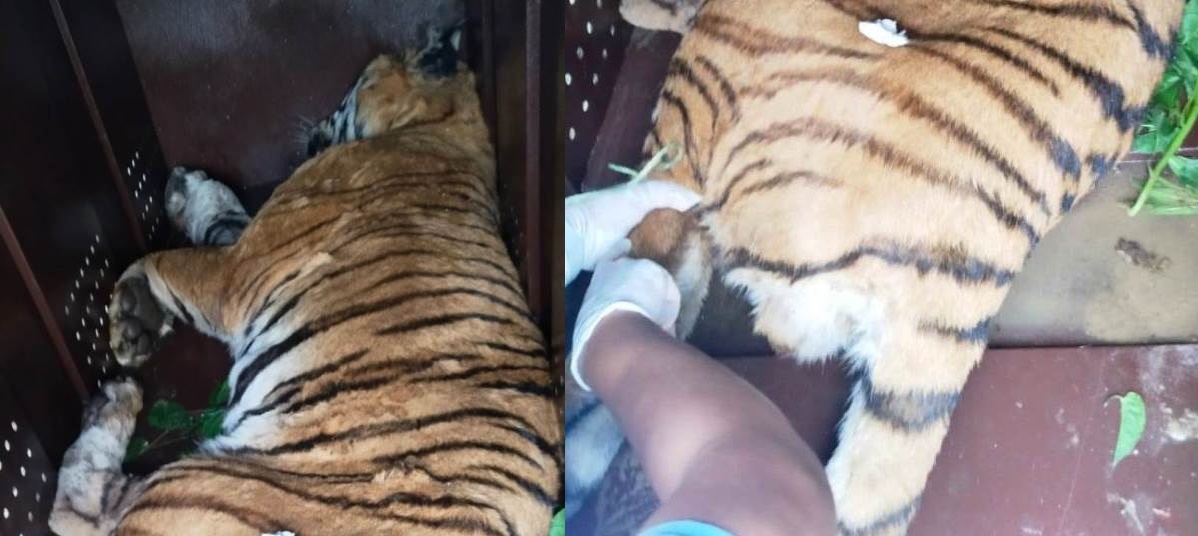 पाटेबाघलाई निकुञ्जमा छाडियो