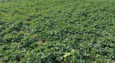 आलुखेती