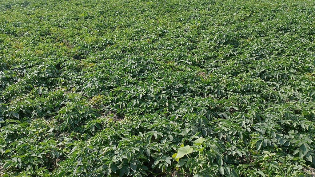 आलुखेती