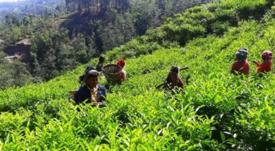 रेशमा चियाको व्यावसायिक उत्पादन सुरु