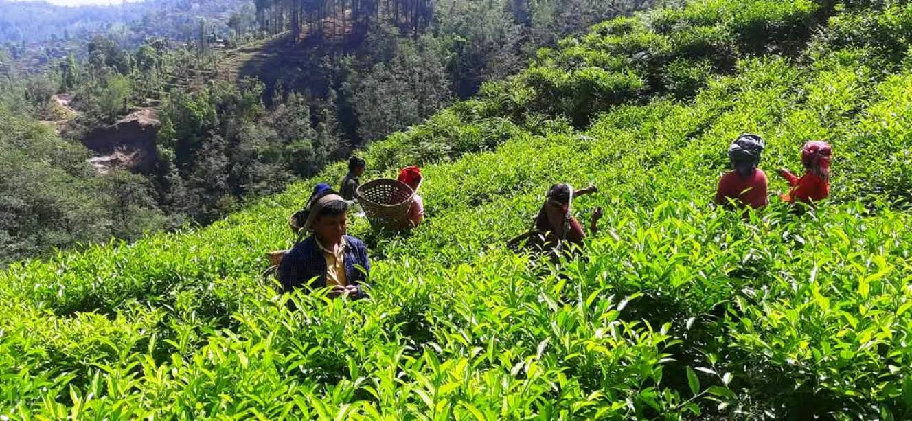 रेशमा चियाको व्यावसायिक उत्पादन सुरु