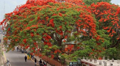 ढकमक्क फुलेको गुलमोहर