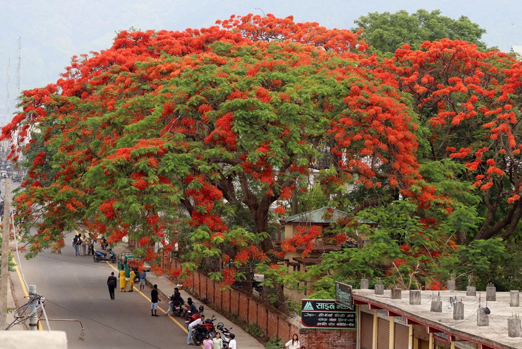 ढकमक्क फुलेको गुलमोहर