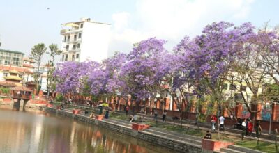 जाकाराण्डा फूल