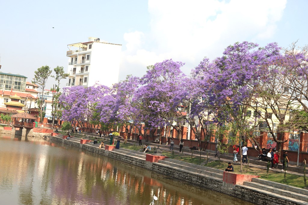 जाकाराण्डा फूल