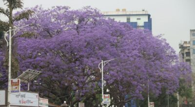 ज्याकाराण्डा फूल