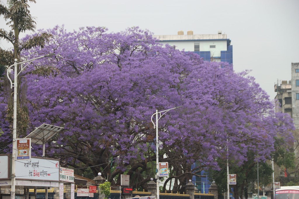 ज्याकाराण्डा फूल