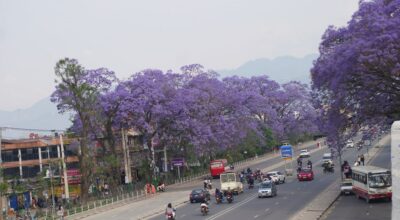 जाकाराण्डा