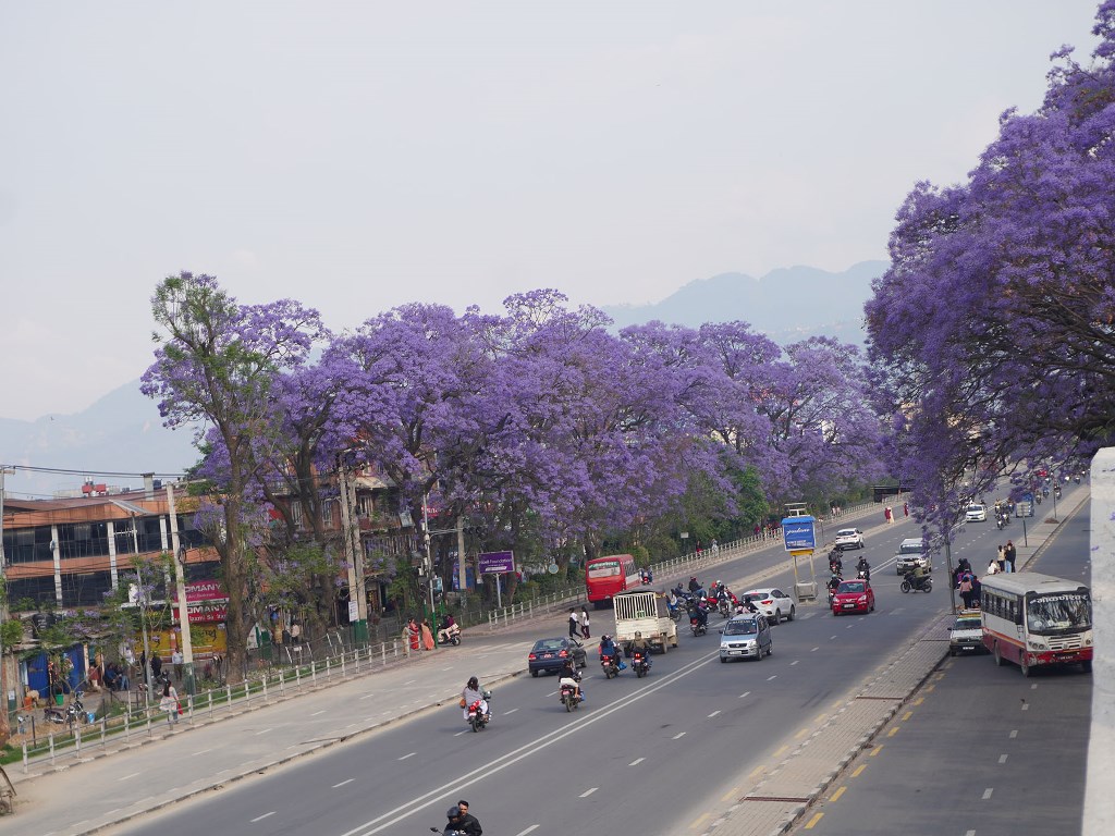 जाकाराण्डा
