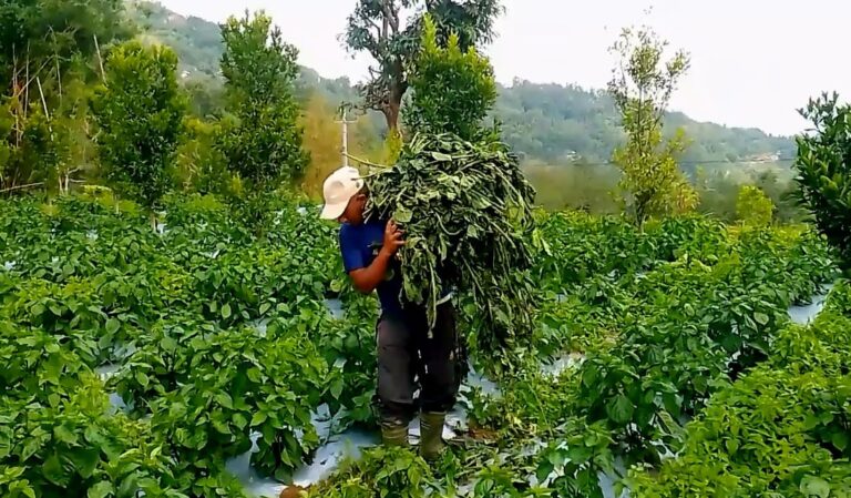 अकबरे खुर्सानी