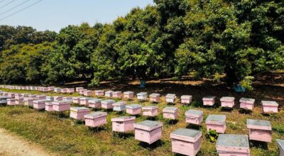 बागवानीको लिची