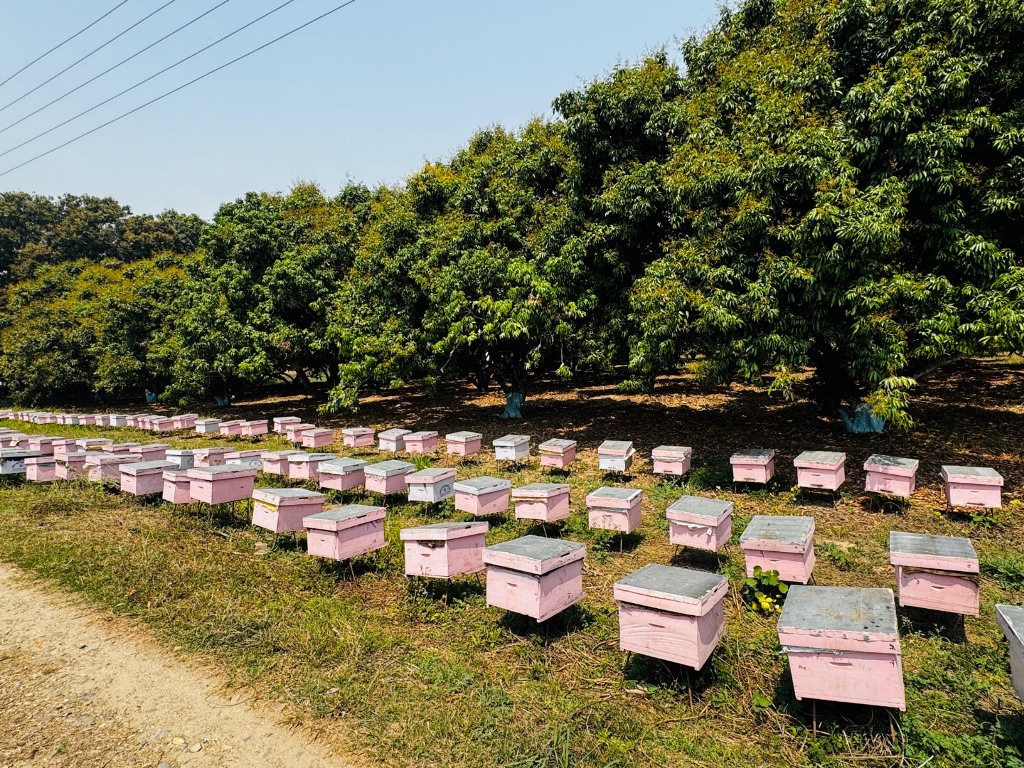 बागवानीको लिची