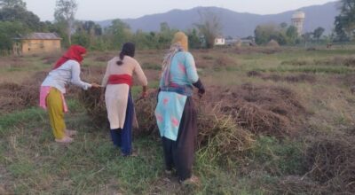 बर्सिम घाँस