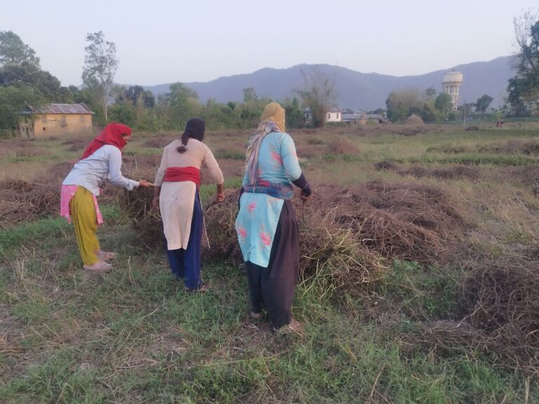 बर्सिम घाँस