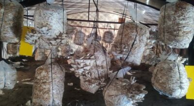 च्याउखेती