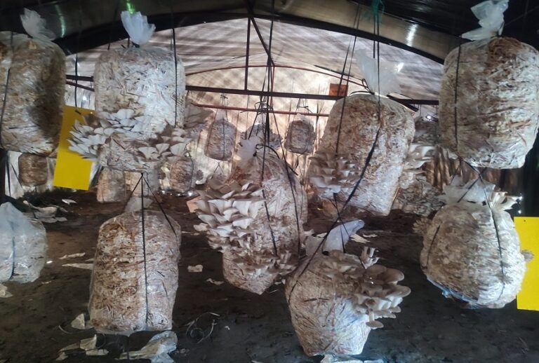 च्याउखेती