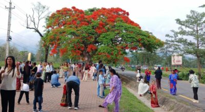 गुलमोहर