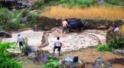 हलगोरु पाल्ने एक सय अठहत्तर किसानले पाए पोषणभत्ता