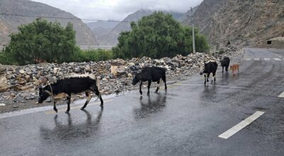 लुलु गाई