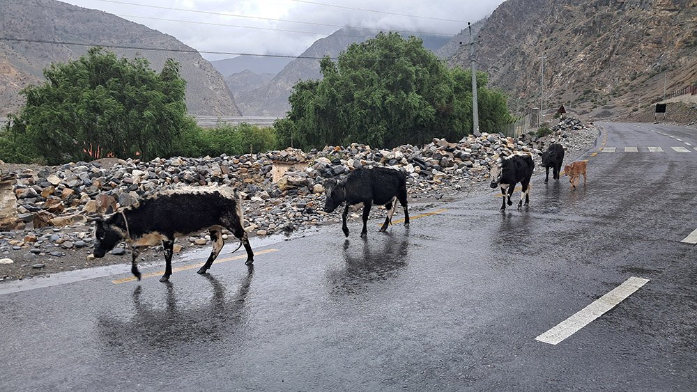 लुलु गाई