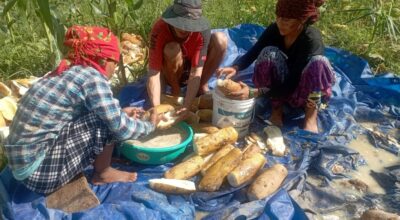 काँक्रोेको बीउबाट मनग्य आम्दानी