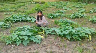 उपमेयर क्षेत्रीको लोभलाग्दो काँक्राखेती