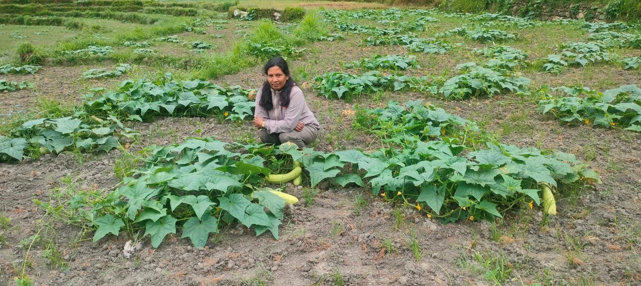 उपमेयर क्षेत्रीको लोभलाग्दो काँक्राखेती