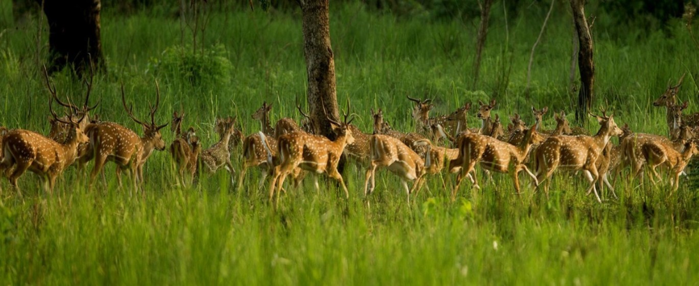 शुक्लाफाँटा राष्ट्रिय निकुञ्ज