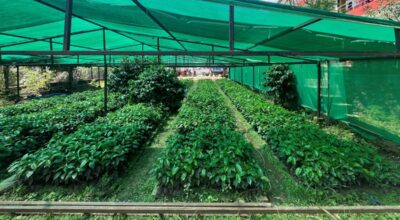 कफीका बिरुवा